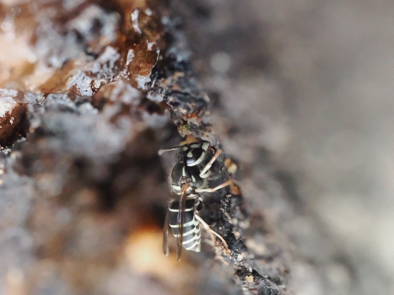 虫嫌いを克服させる千本ノック 140本目 クロスズメバチ（黒雀蜂