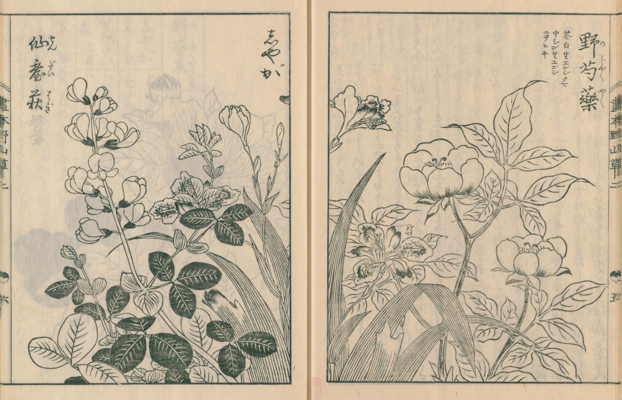 絵本野山草】(10) 野芍薬/しやが/仙台萩/紫白根葵/夾竹桃 絵本野山草】(10) 野芍薬/しやが/仙台萩/紫白根葵/夾竹桃