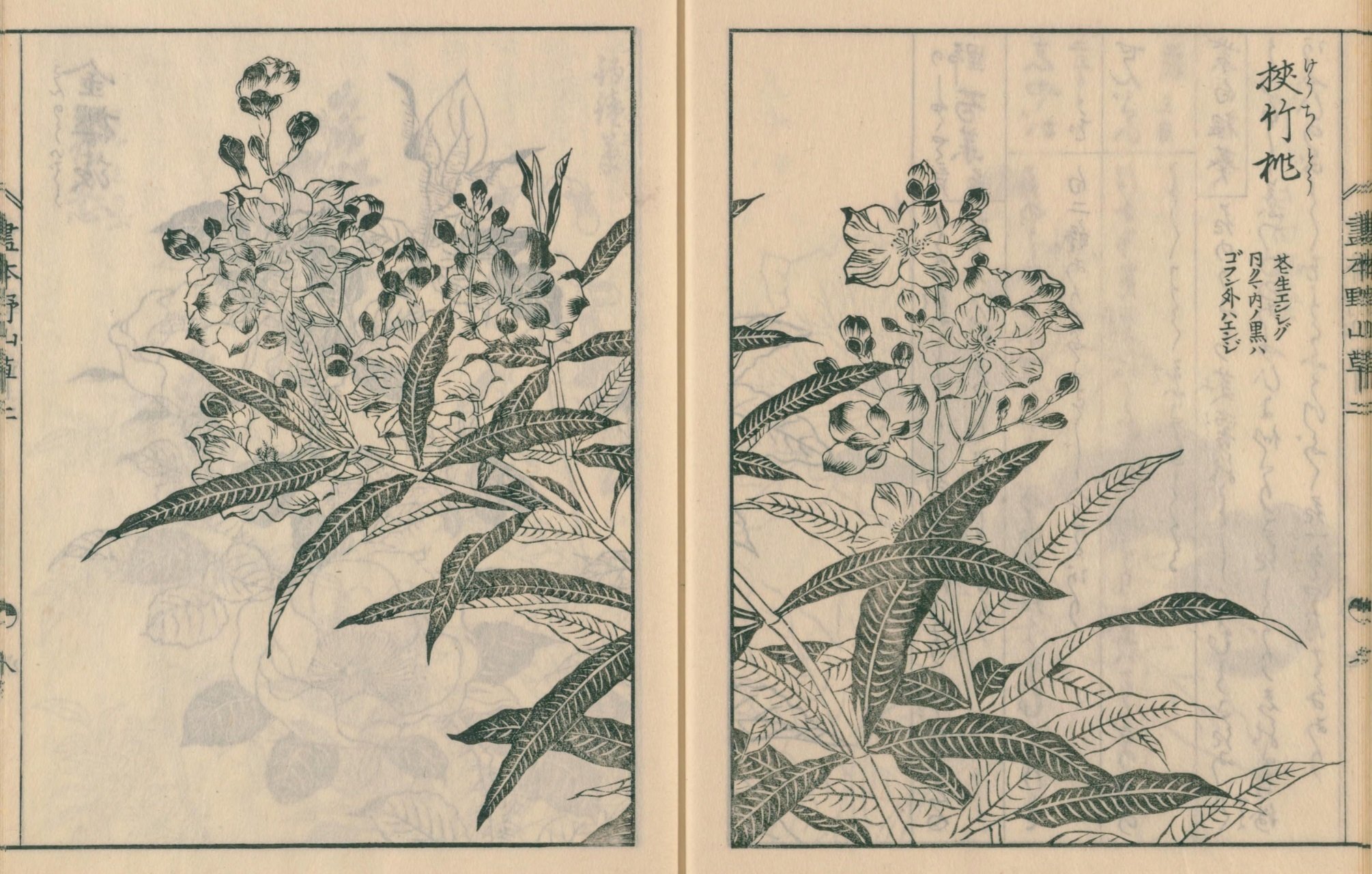 絵本野山草】(10) 野芍薬／しやが／仙台萩／紫白根葵／夾竹桃