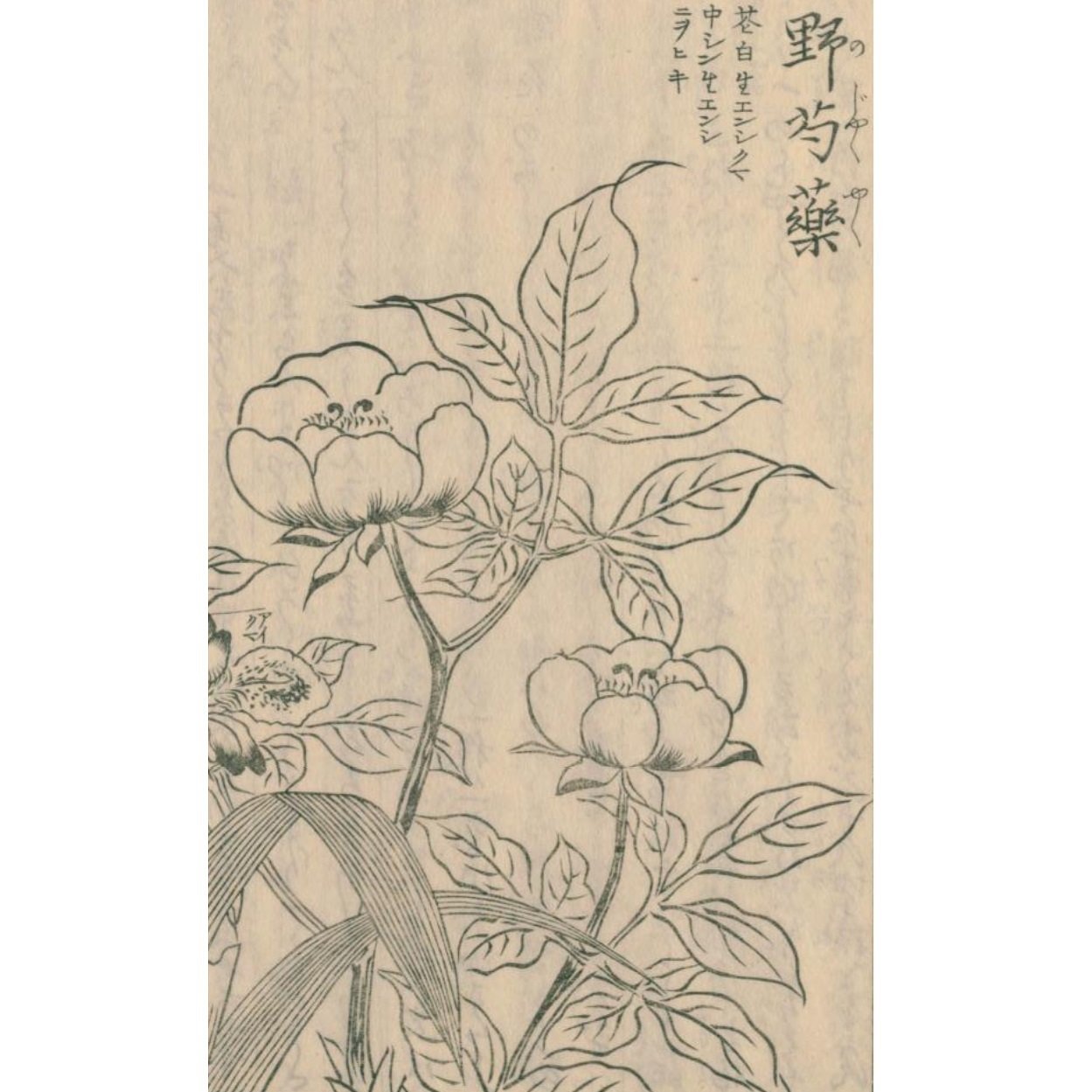 絵本野山草】(10) 野芍薬/しやが/仙台萩/紫白根葵/夾竹桃 絵本野山草】(10) 野芍薬/しやが/仙台萩/紫白根葵/夾竹桃