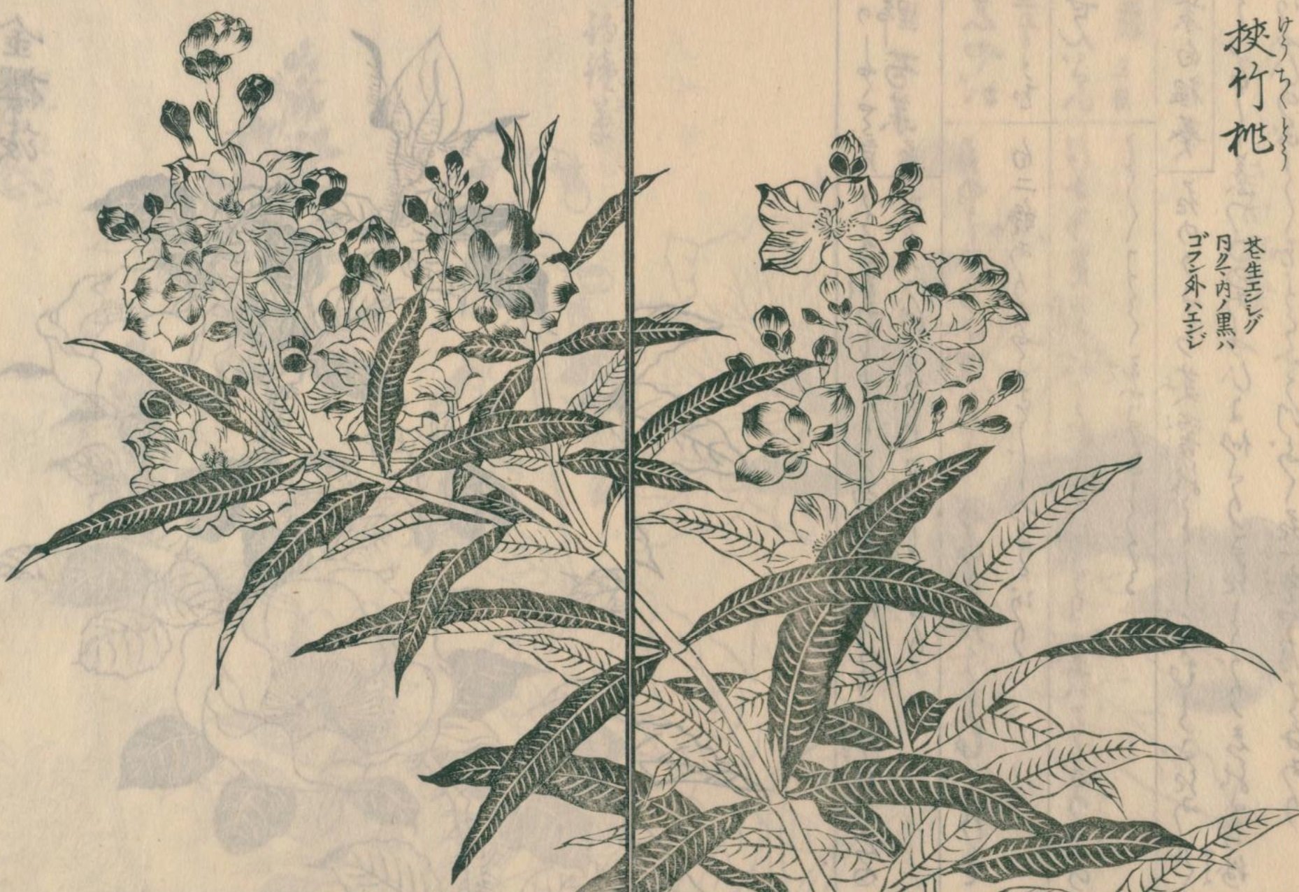 絵本野山草】(31) 水仙花（すいせんくは）📖『絵本野山草』読了