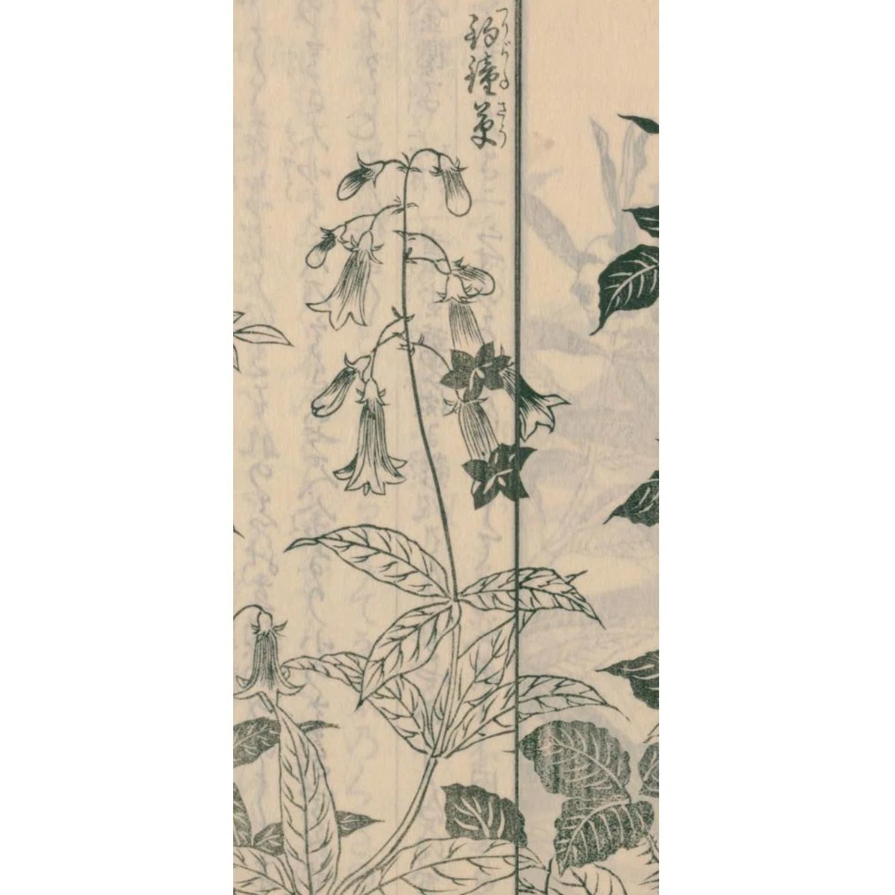 絵本野山草】(10) 野芍薬／しやが／仙台萩／紫白根葵／夾竹桃／金櫻子
