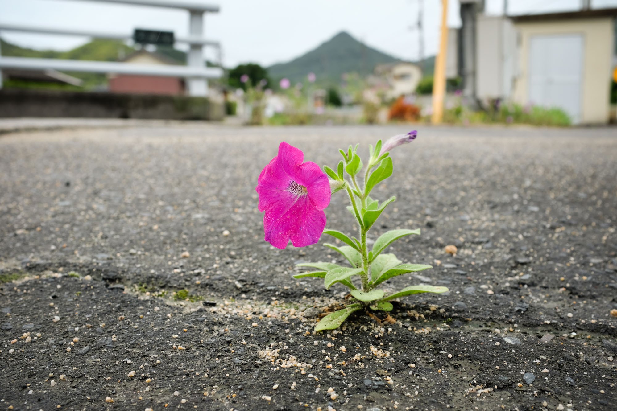 空にさく花 アスファルトに咲く花のように｜しまなみフォトライフ