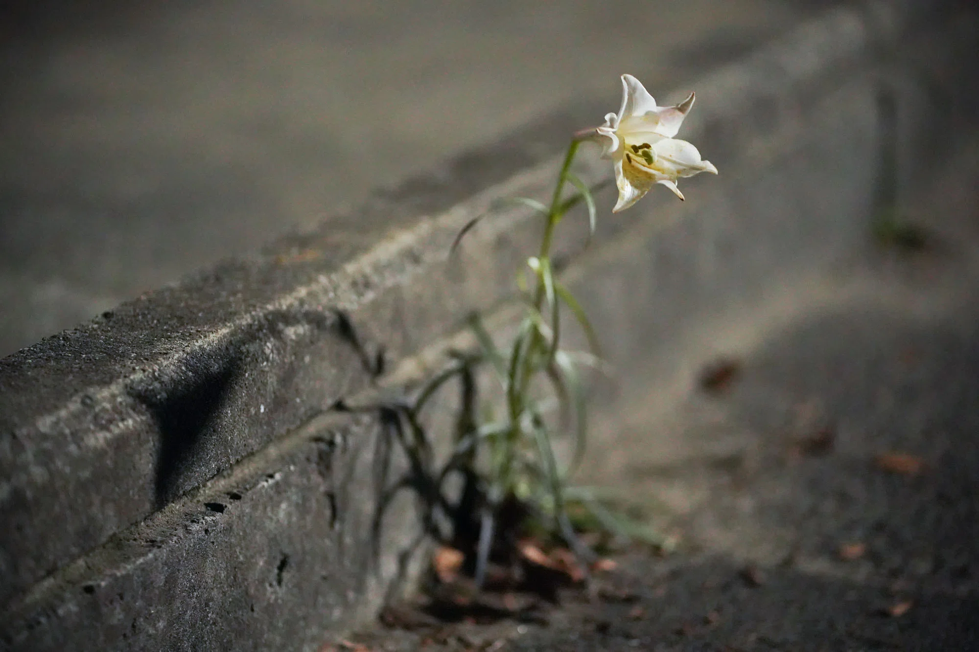 アスファルトに咲く花のように｜しまなみフォトライフ