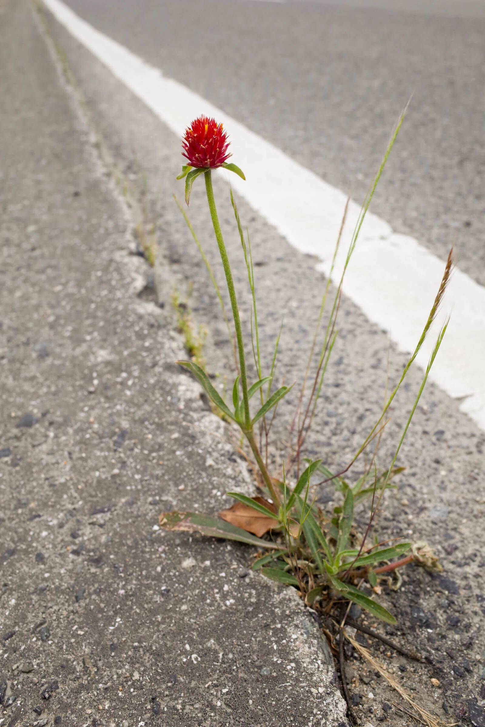 アスファルトに咲く花のように｜しまなみフォトライフ