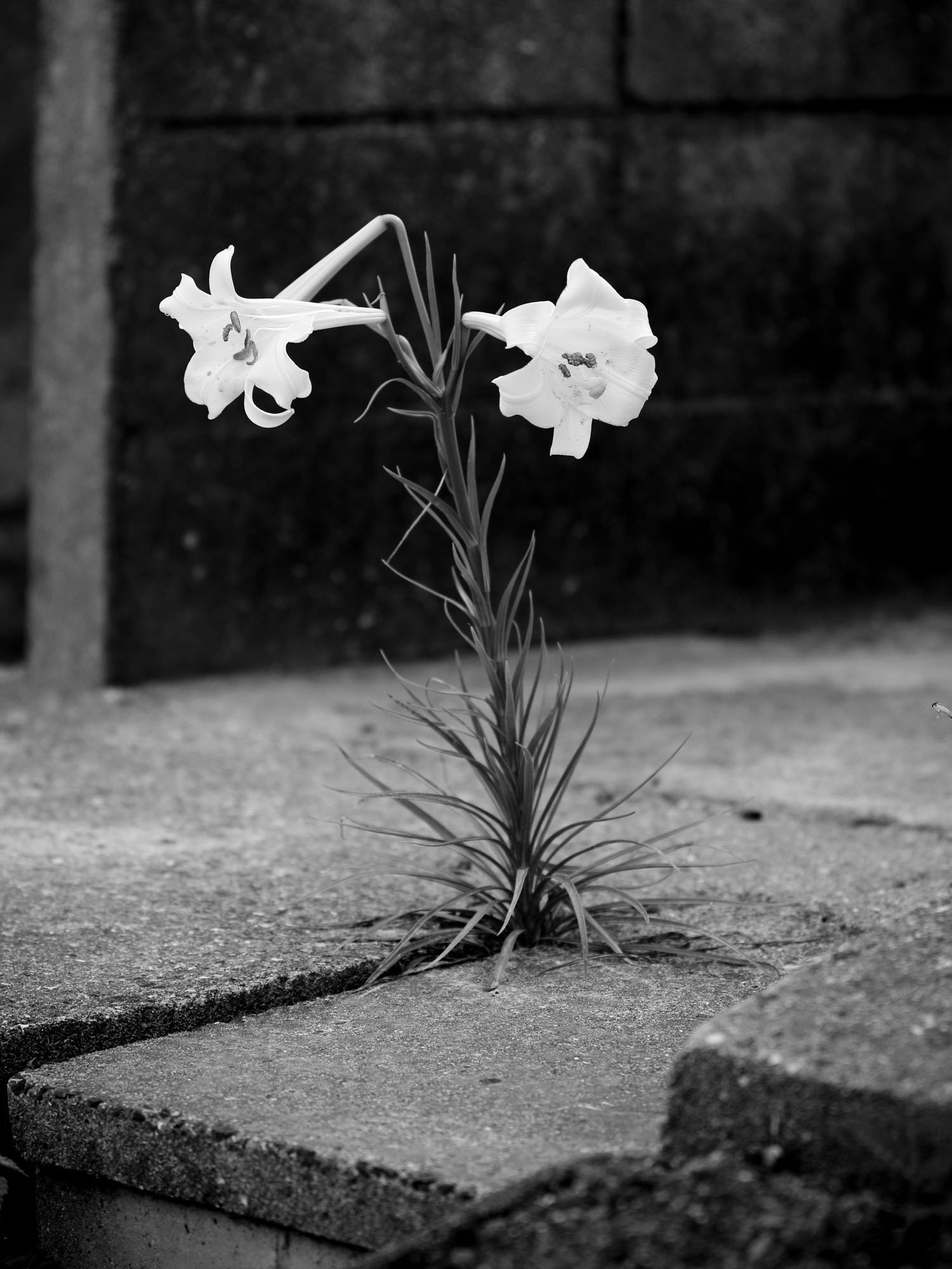 アスファルトに咲く花のように｜しまなみフォトライフ