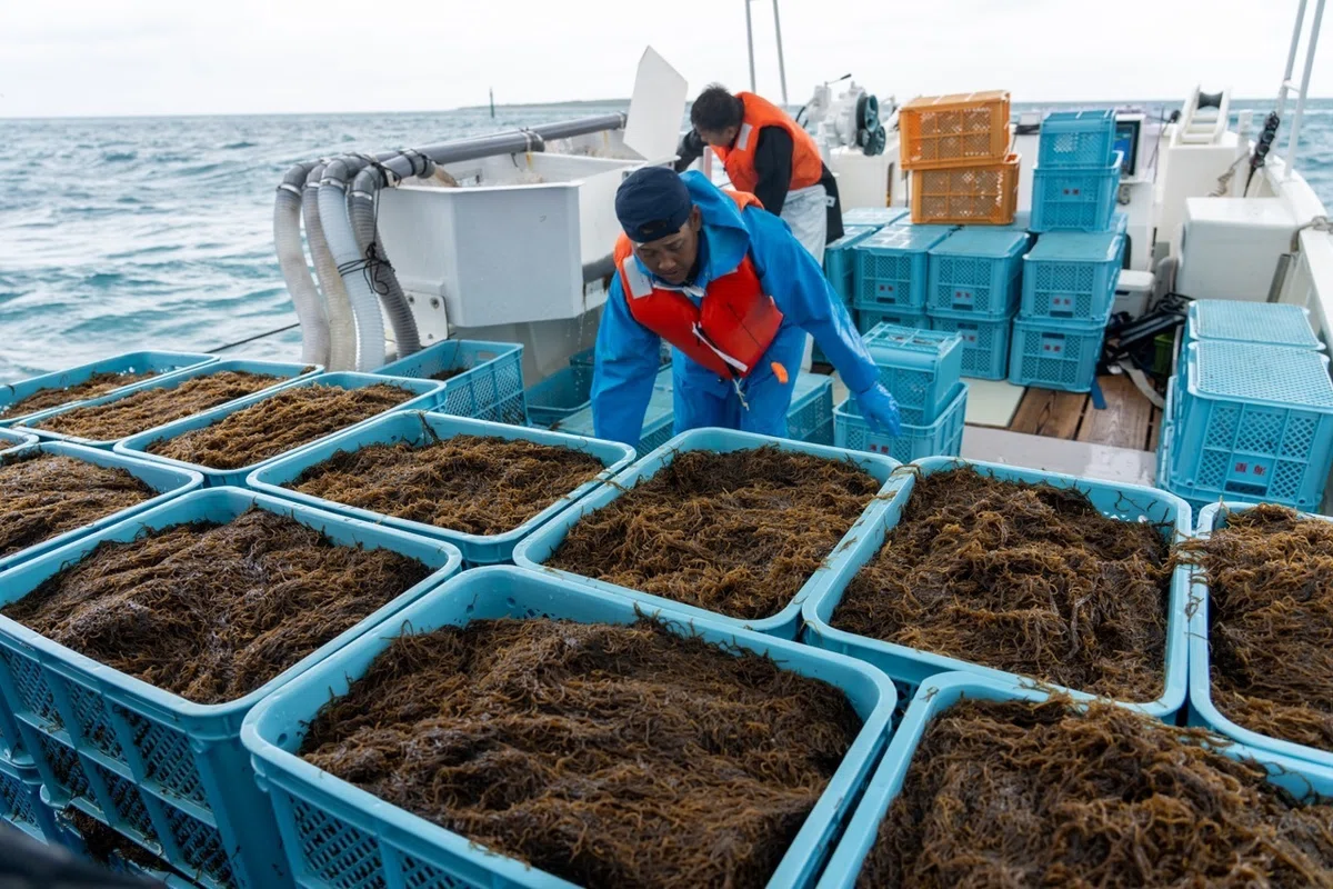 日本中で大人気の海藻、石垣島のモズク養殖。 【ニッポンの魚獲り 