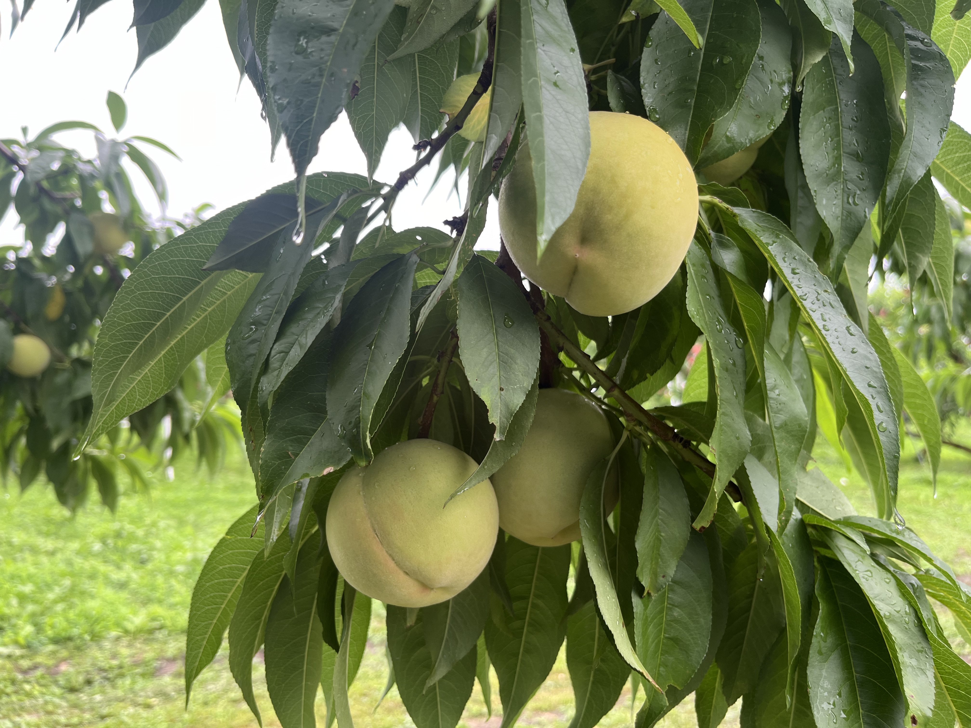 桃の生育レポート＃2024年7月｜クニミノマド オーナー制度