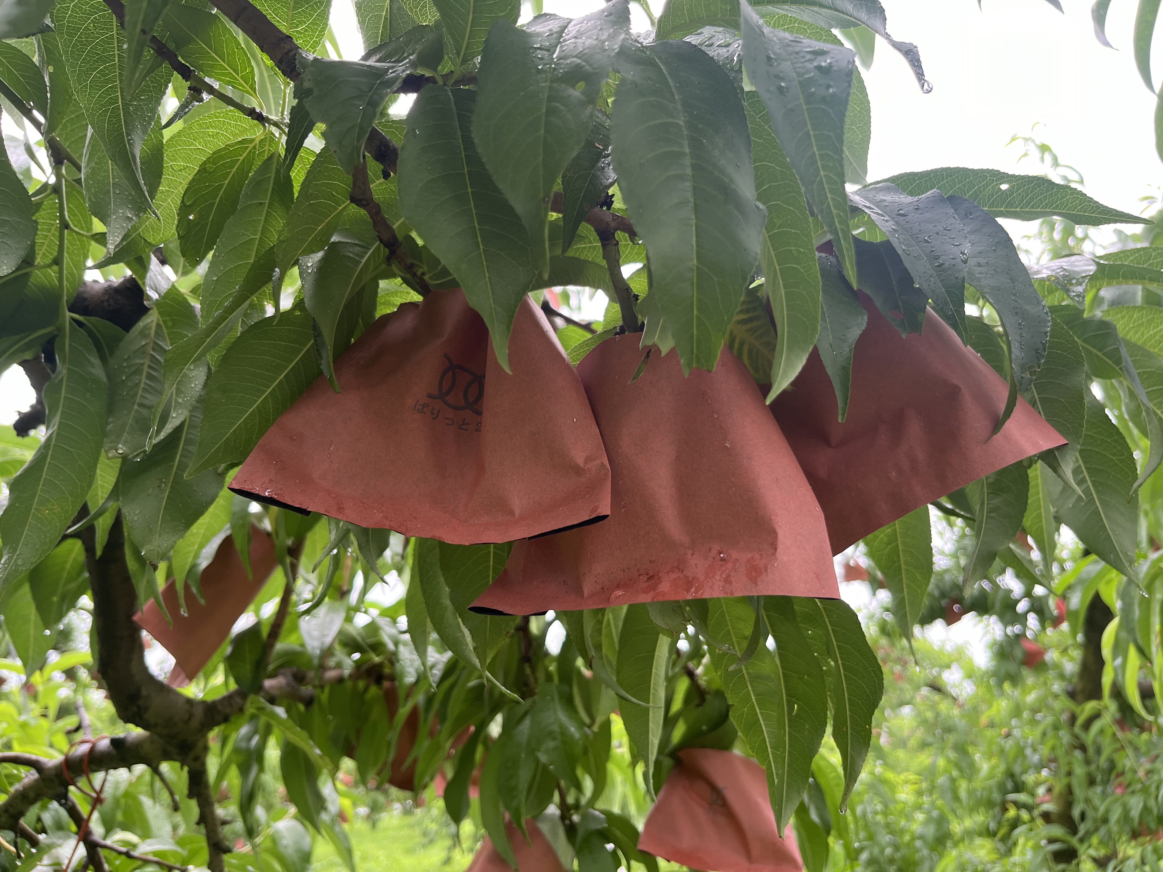 桃の生育レポート＃2024年7月｜クニミノマド オーナー制度