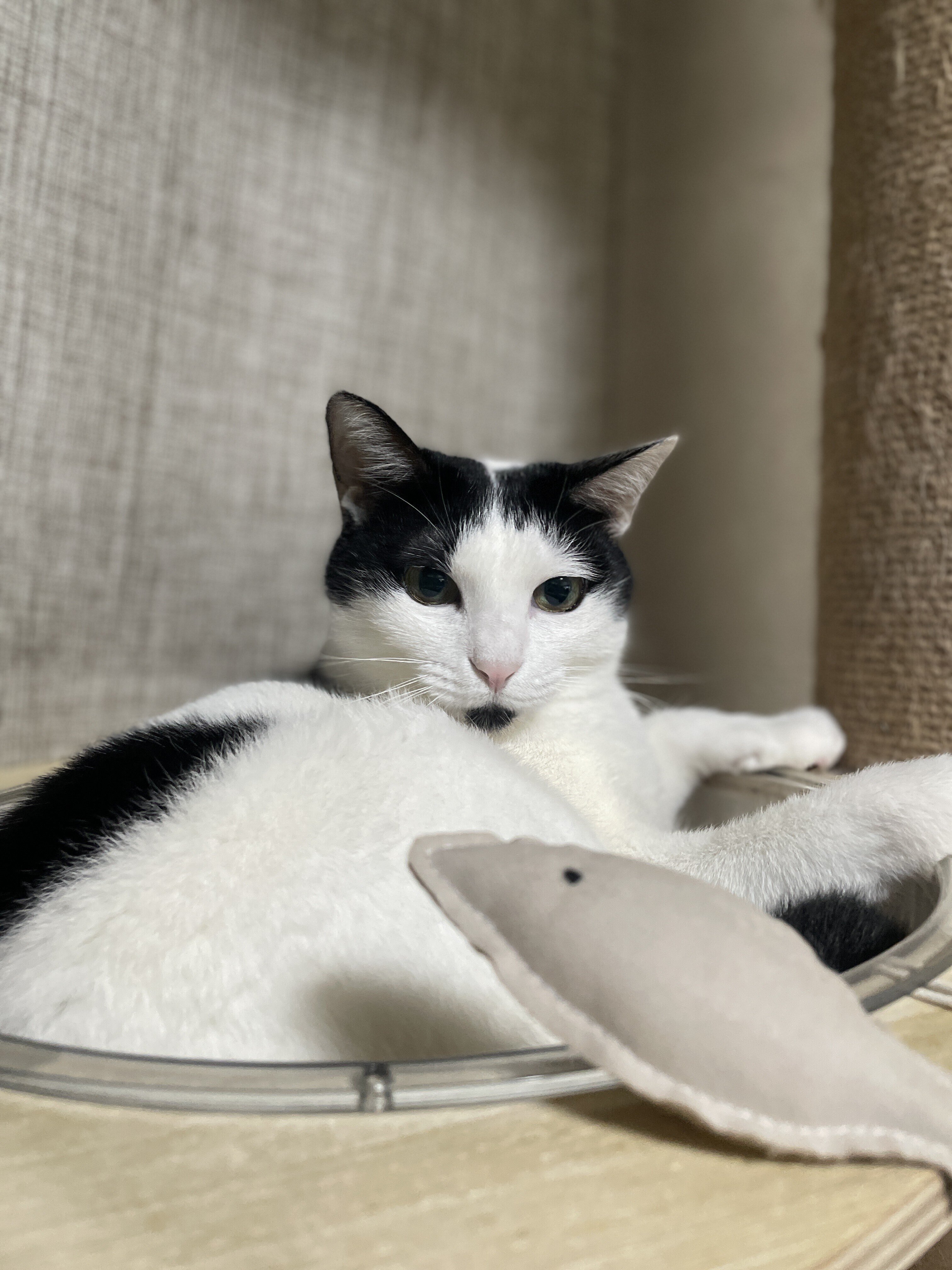 Catlog-BoardとCatlogを試してみた&続編|畠山裕美(Hiromi Catlog-BoardとCatlogを試してみた&続編|畠山裕美(Hiromi