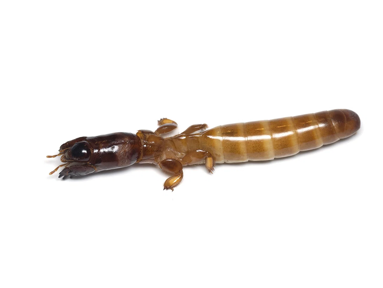 世界で出会った3種の珍奇な昆虫たち｜竜洋昆虫自然観察公園