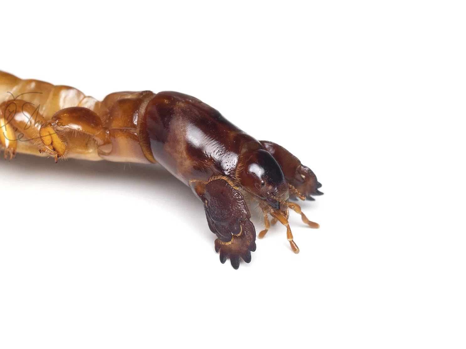 世界で出会った3種の珍奇な昆虫たち|竜洋昆虫自然観察公園 世界で出会った3種の珍奇な昆虫たち|竜洋昆虫自然観察公園