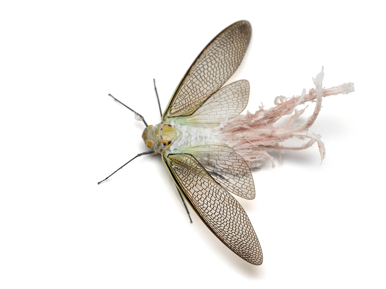 世界で出会った3種の珍奇な昆虫たち｜竜洋昆虫自然観察公園