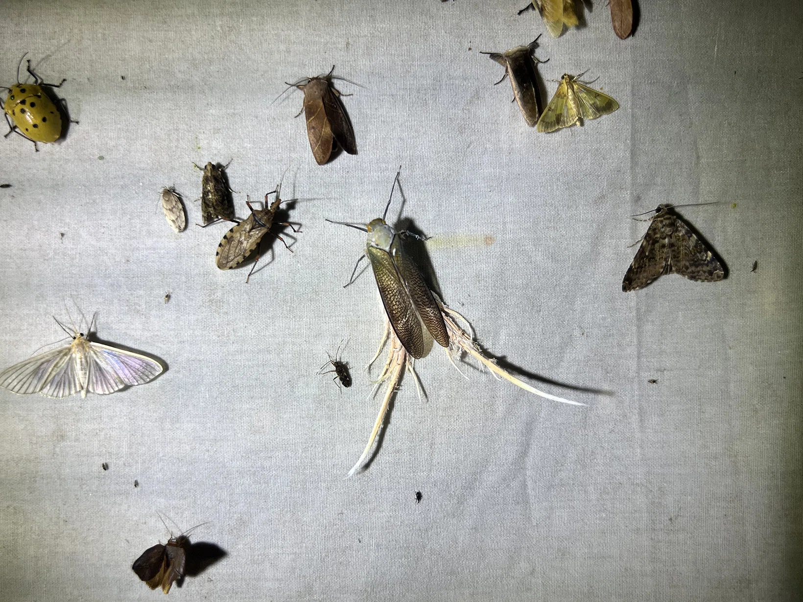 世界で出会った3種の珍奇な昆虫たち｜竜洋昆虫自然観察公園