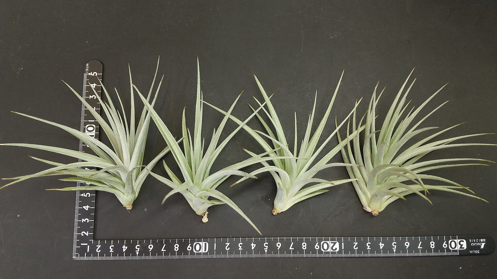 チランジア入荷リスト7/5｜NatureGarden🌿神田