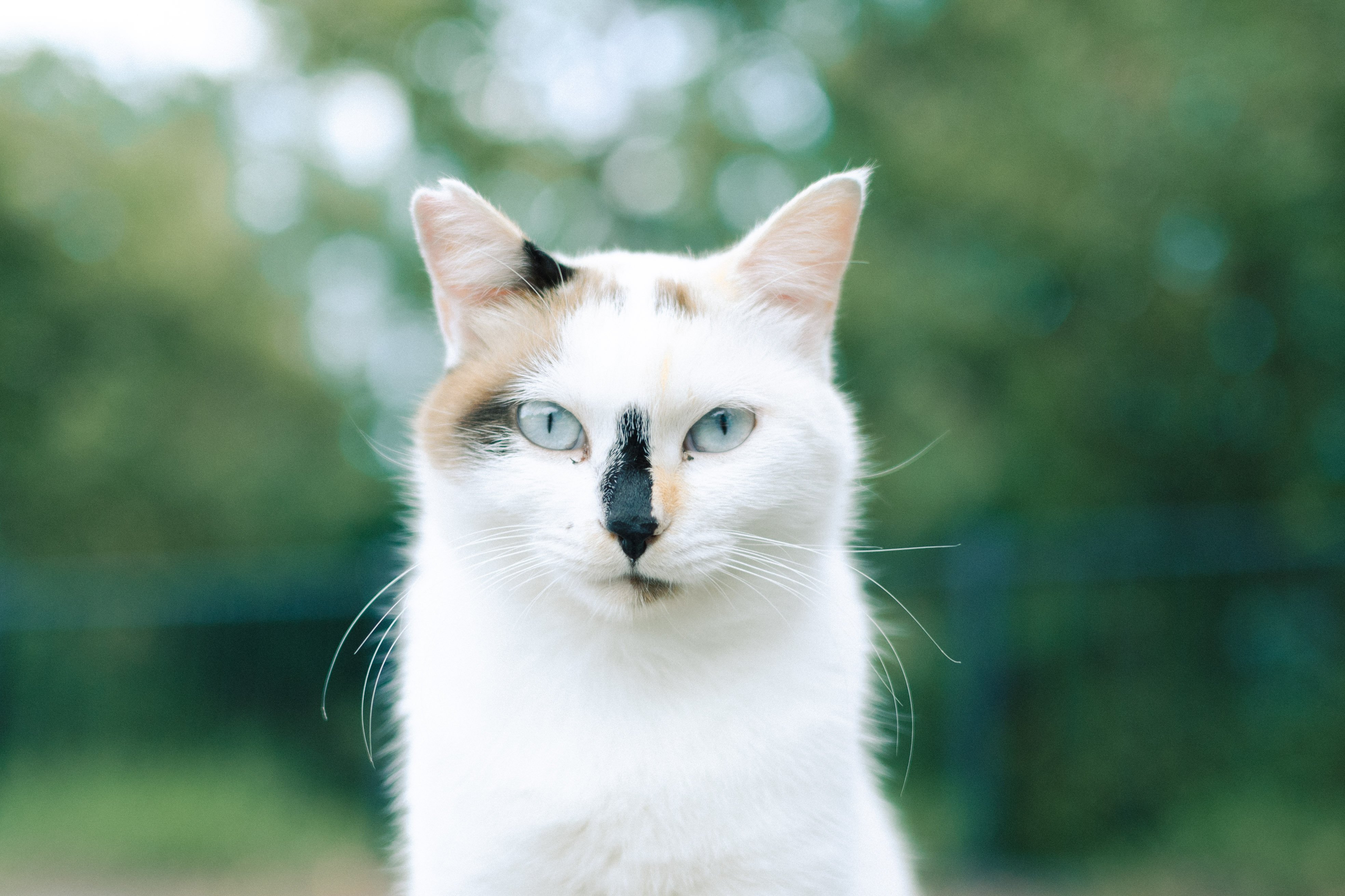 猫には近づくな｜松千代