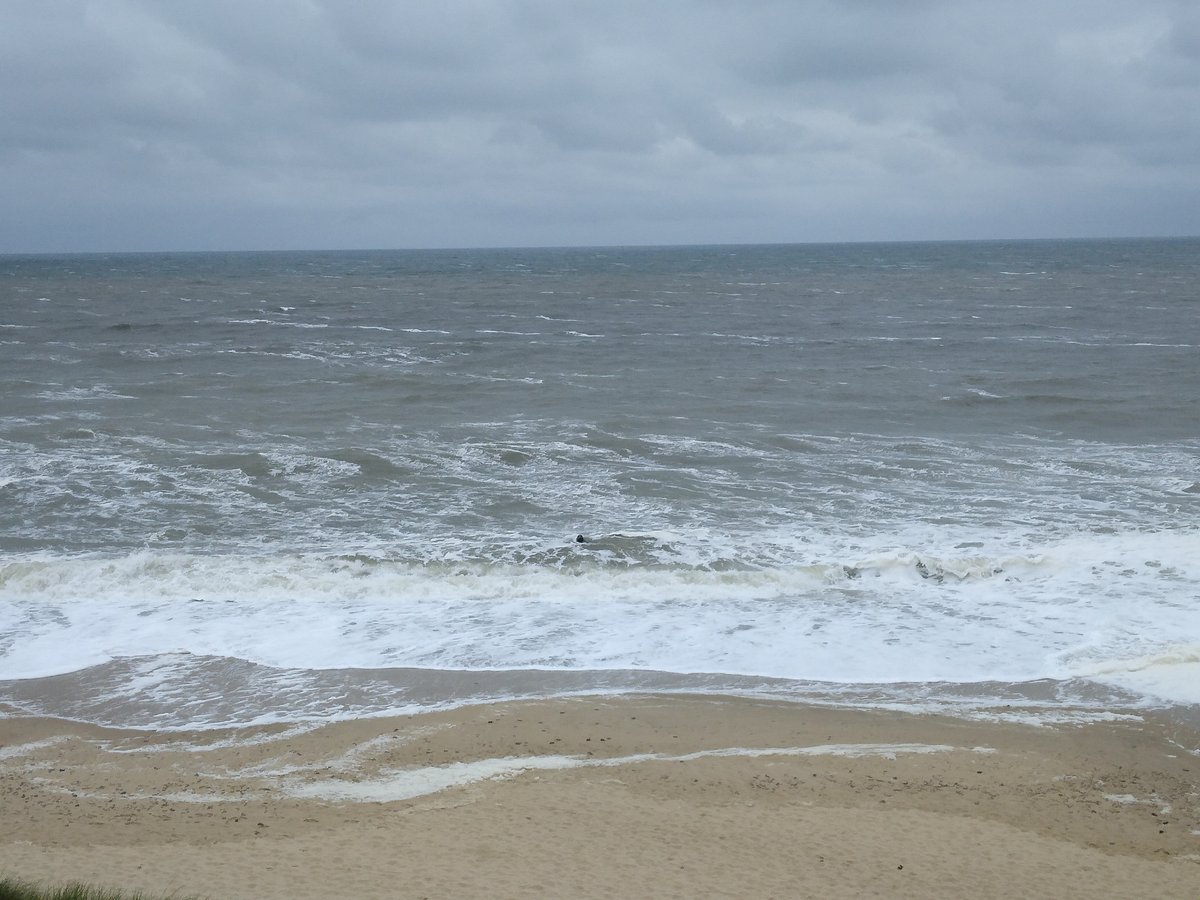海岸。灰色の波と水平線、さらにどんよりとした空。波打ち際近くに黒い点としてアザラシの頭が見える。