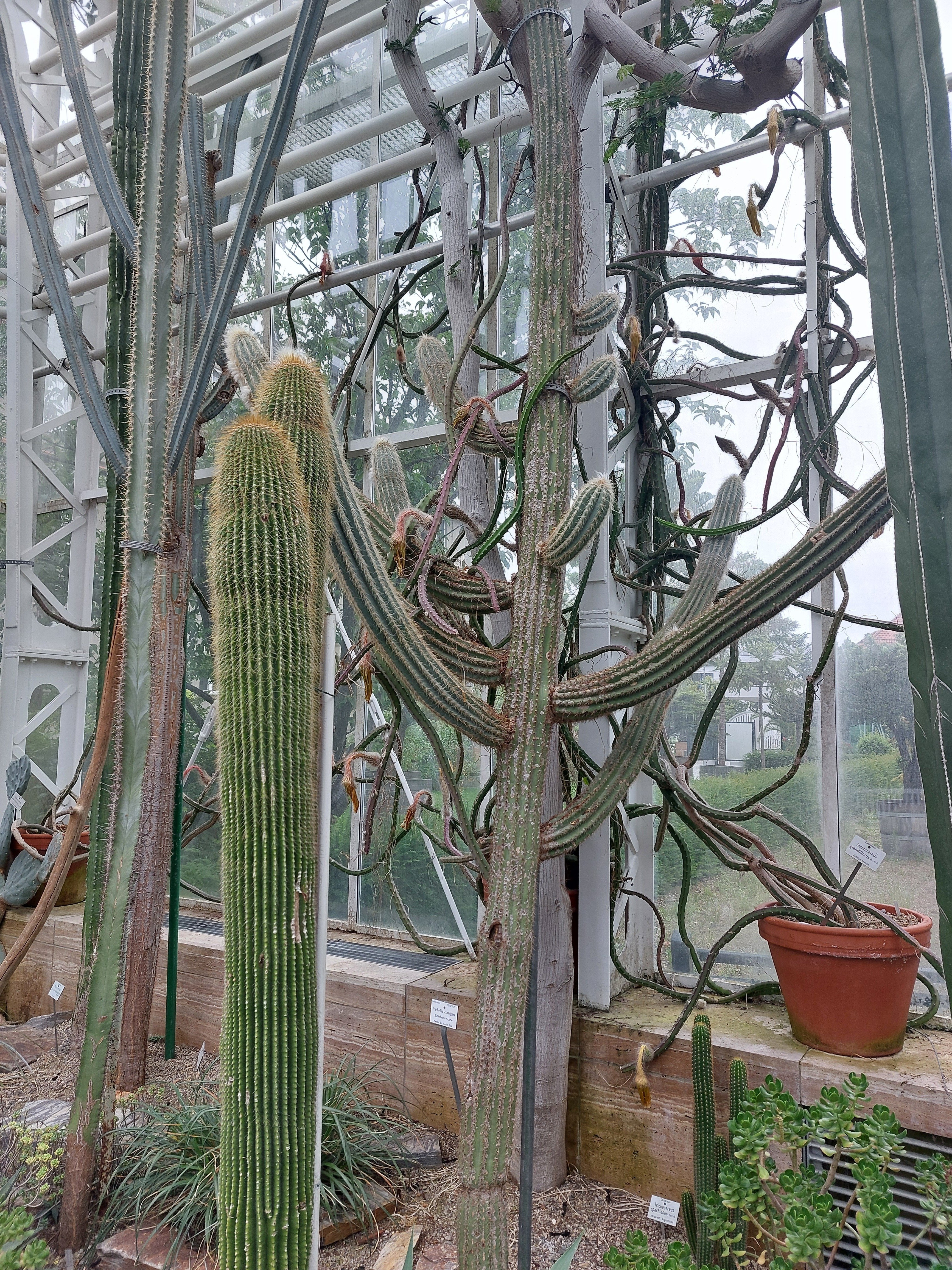 夜の女王」が大輪の花を咲かせる時｜Pflanzenjäger