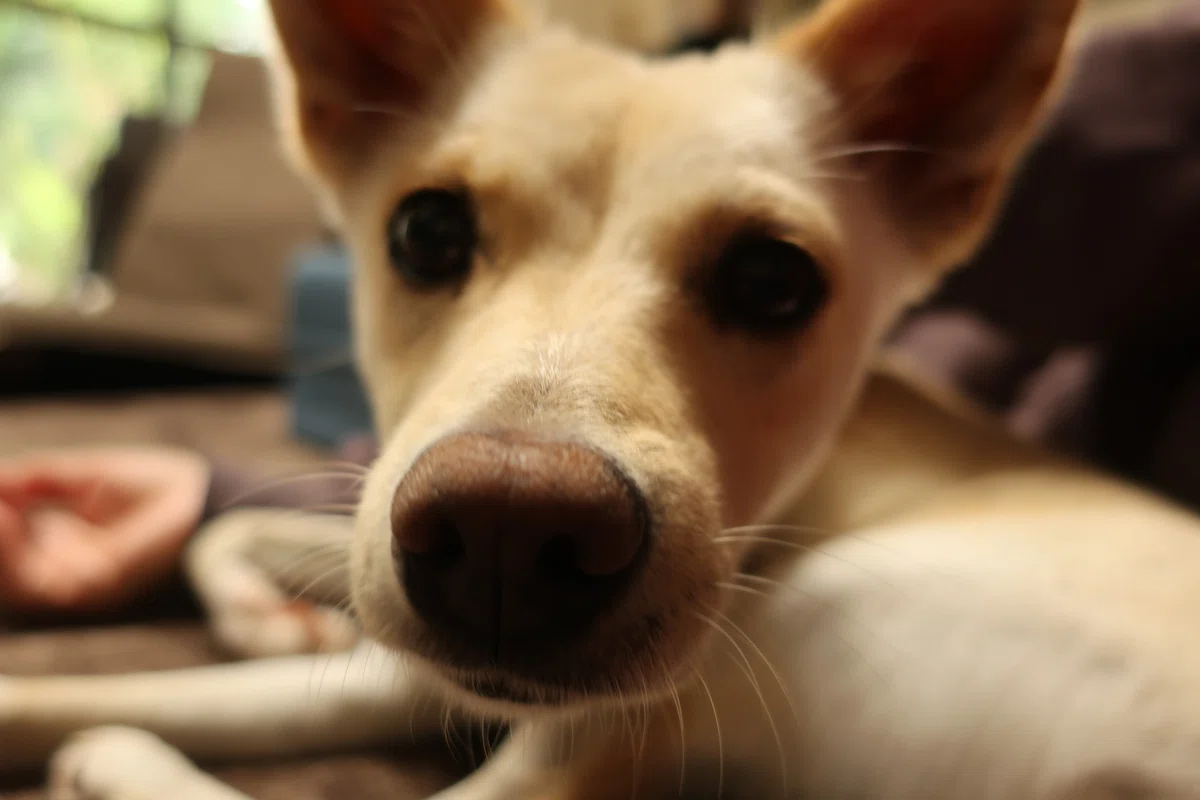 うちの犬のアップ