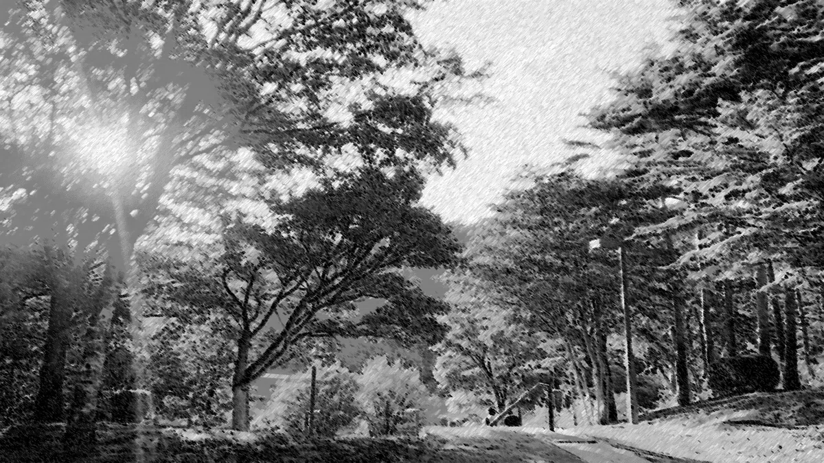 木漏れ日に透ける太陽、林、鉛筆画風の白黒写真