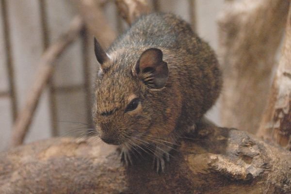 デグー図鑑 Degu｜M_ayumi