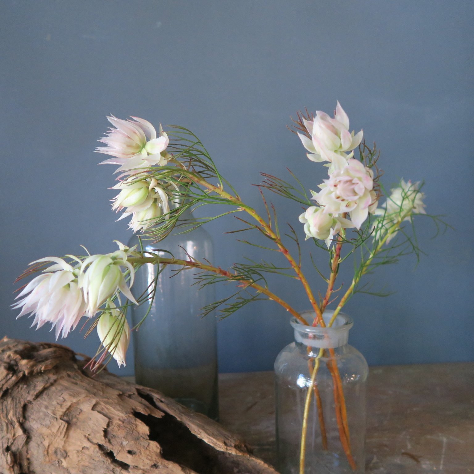 今日の花 セルリア ブラッシングブライド｜花屋のラフ