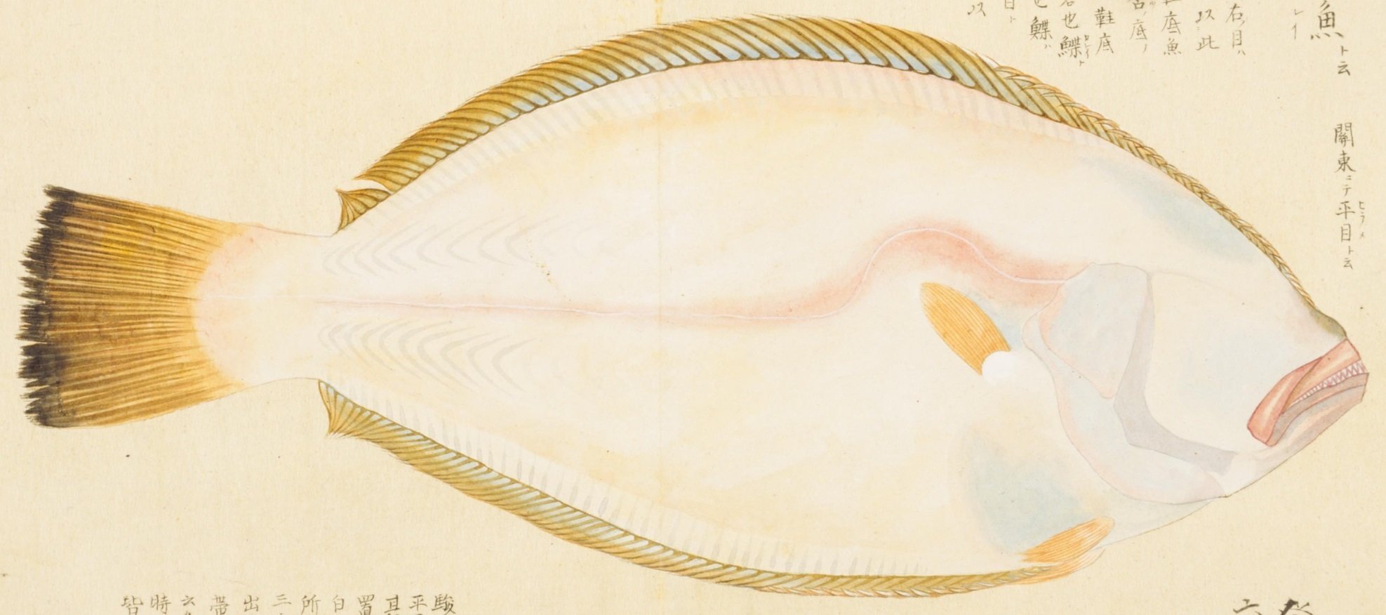 ひらめ 梅園魚品図正】(32) 平目（ひらめ）｜mominaina
