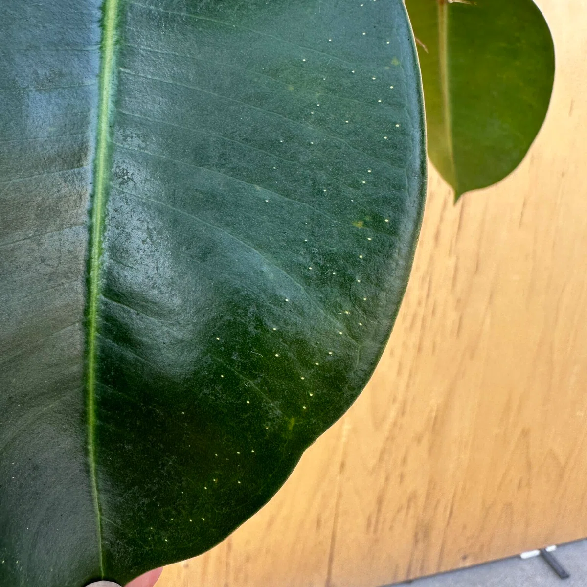フィカス エラスティカ（ゴムの木）の育て方｜花屋のラフ