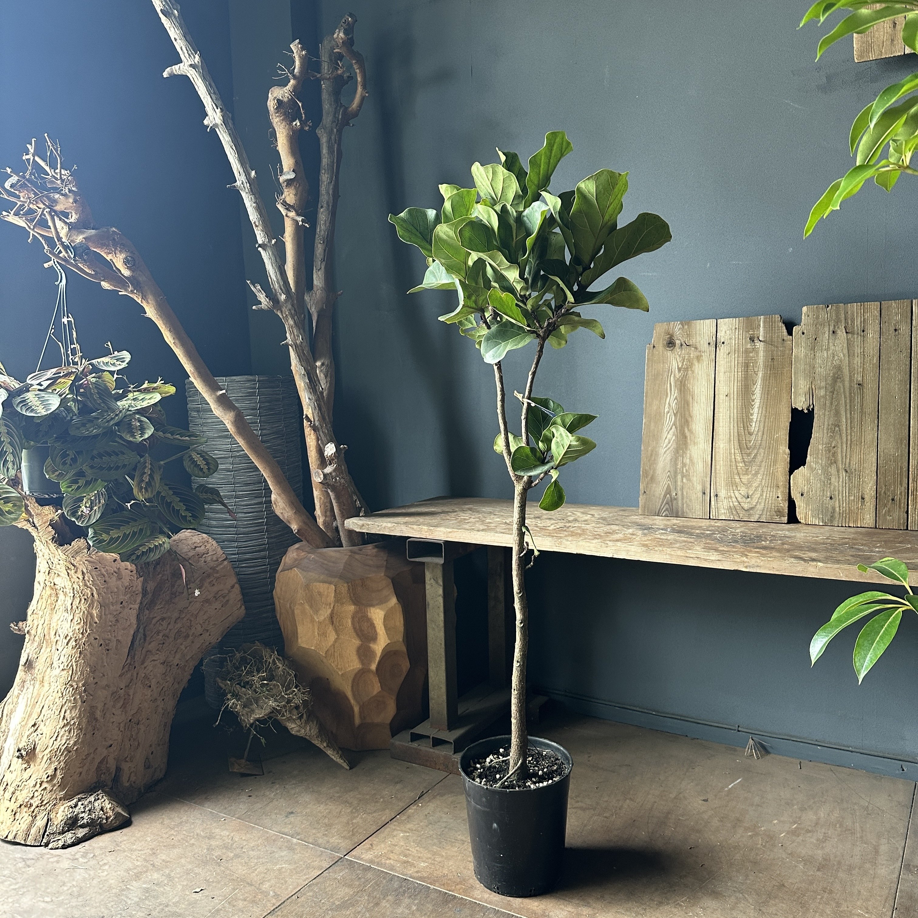 ⑥オリーブの木souju『ピクアル』8号特大苗木最高等級極上品極太‼️