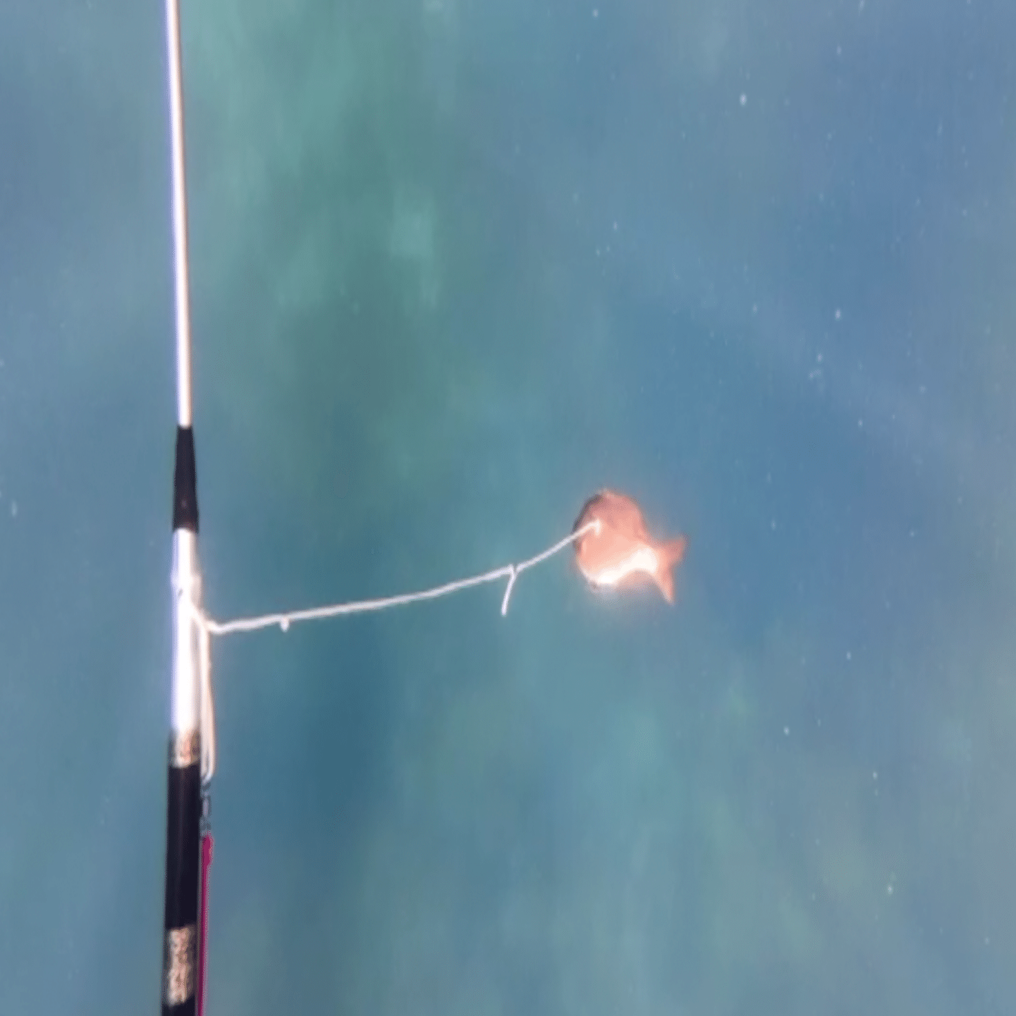 Freediving】【スピアフィッシング】 初めて日本で魚突きしました