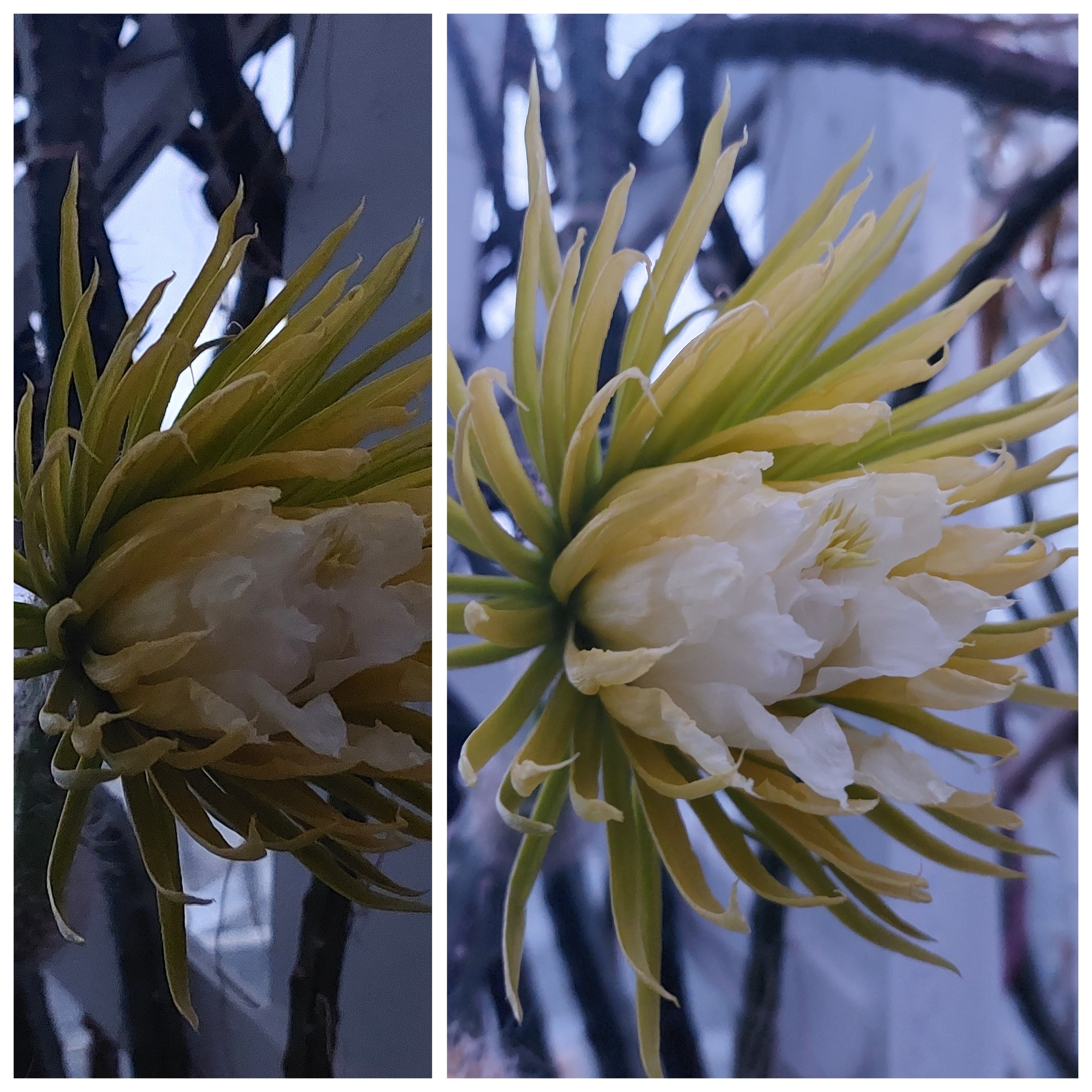 花「暗闇の一輪・・・シクラメン」 花「暗闇の一輪・・・シクラメン」 （一輪ずつ見ると、やっぱり