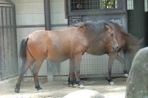 ノマウマの写真2