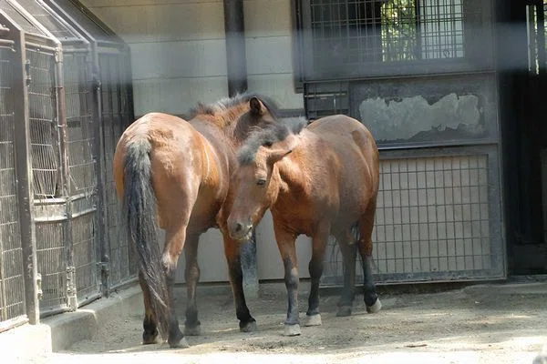 ノマウマの写真1