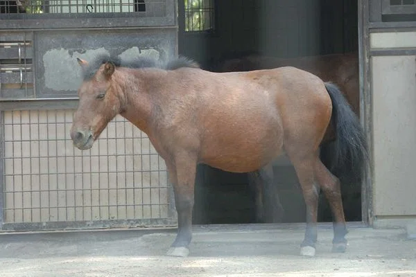 ノマウマの写真3