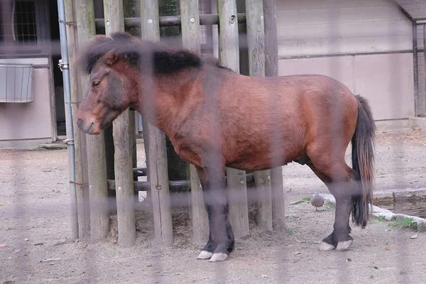 ノマウマの写真4