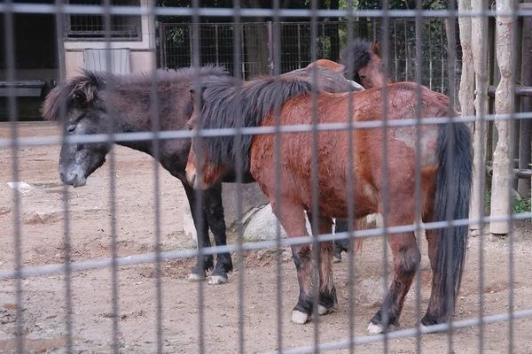 ノマウマの写真5