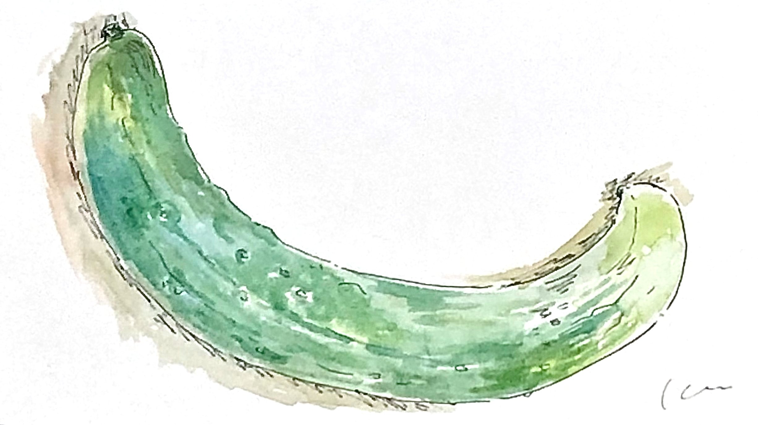 もらった『夏野菜』美味しくいただいたので、描いてみました