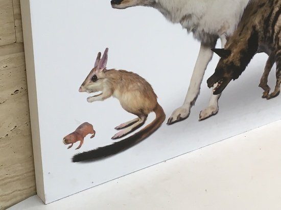 裸で出っ歯の珍奇なネズミが、人類を救う？ 『ハダカデバネズミ