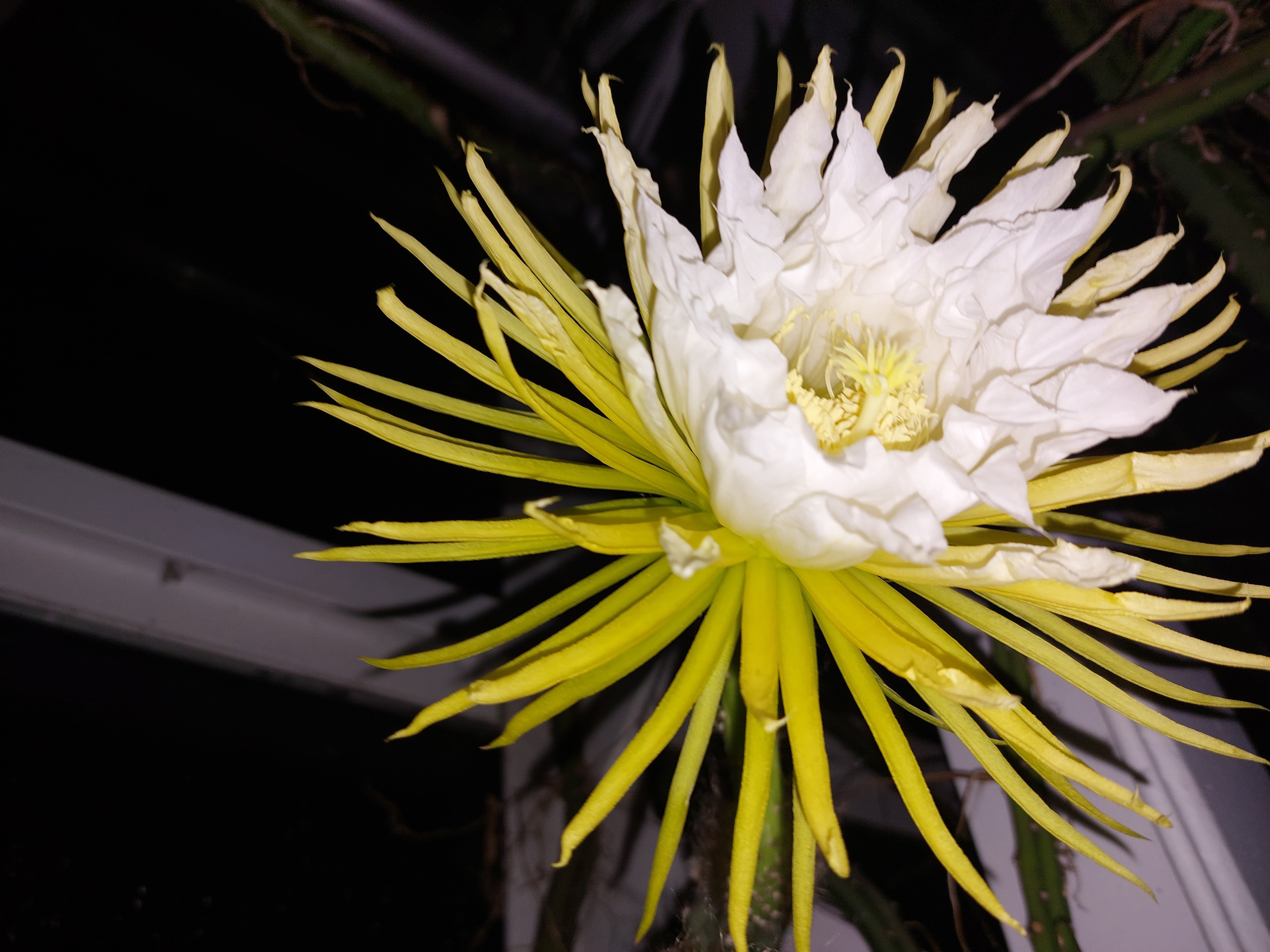 【現品】サボテン・夜の女王 (よるのじょうおう) 　ヨルノリョウオウ　７号　４C 現品】サボテン・夜の女王 (よるのじょうおう) ヨルノリョウオウ 7号