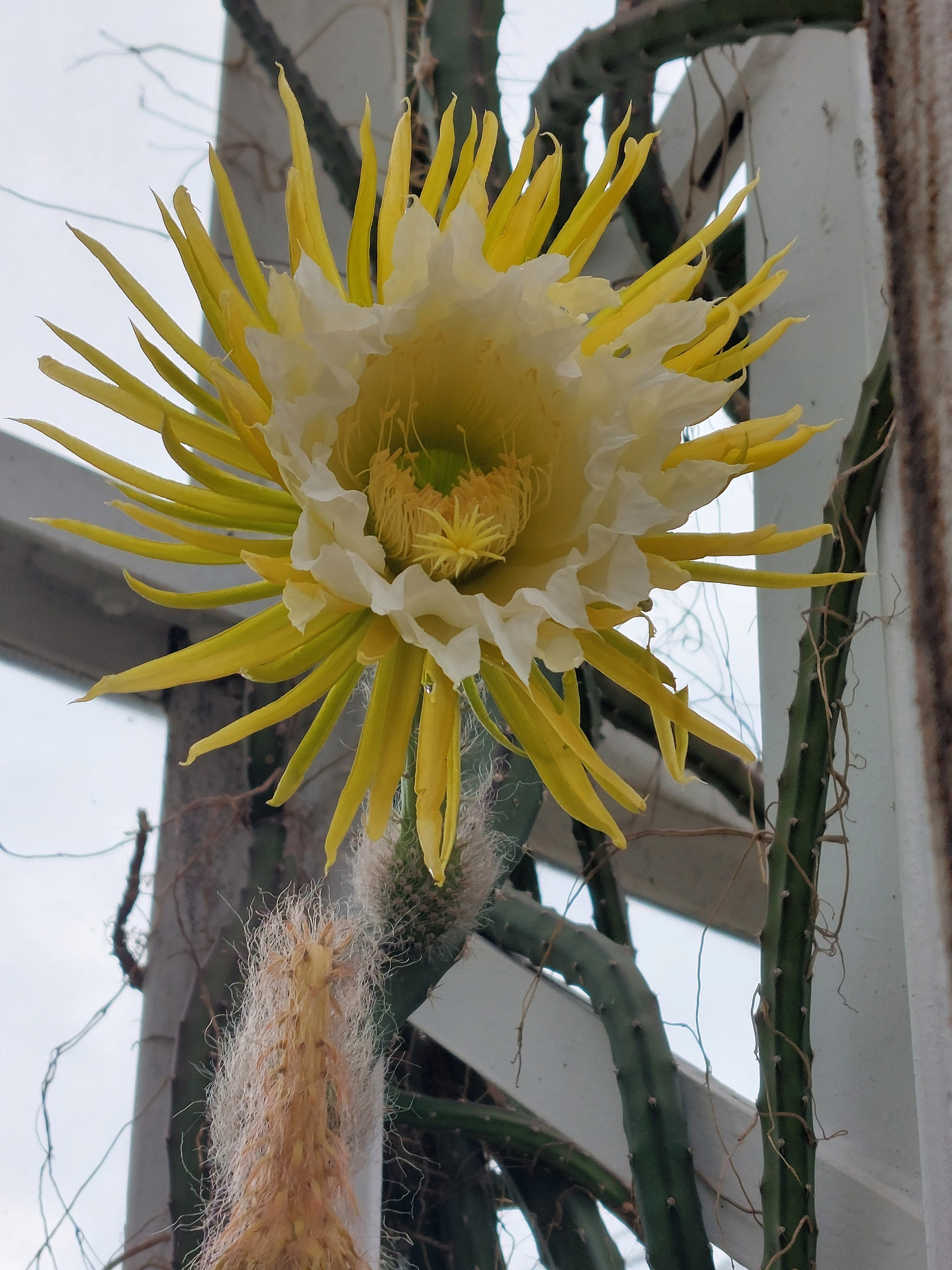 夜の女王」が大輪の花を咲かせる時｜Pflanzenjäger