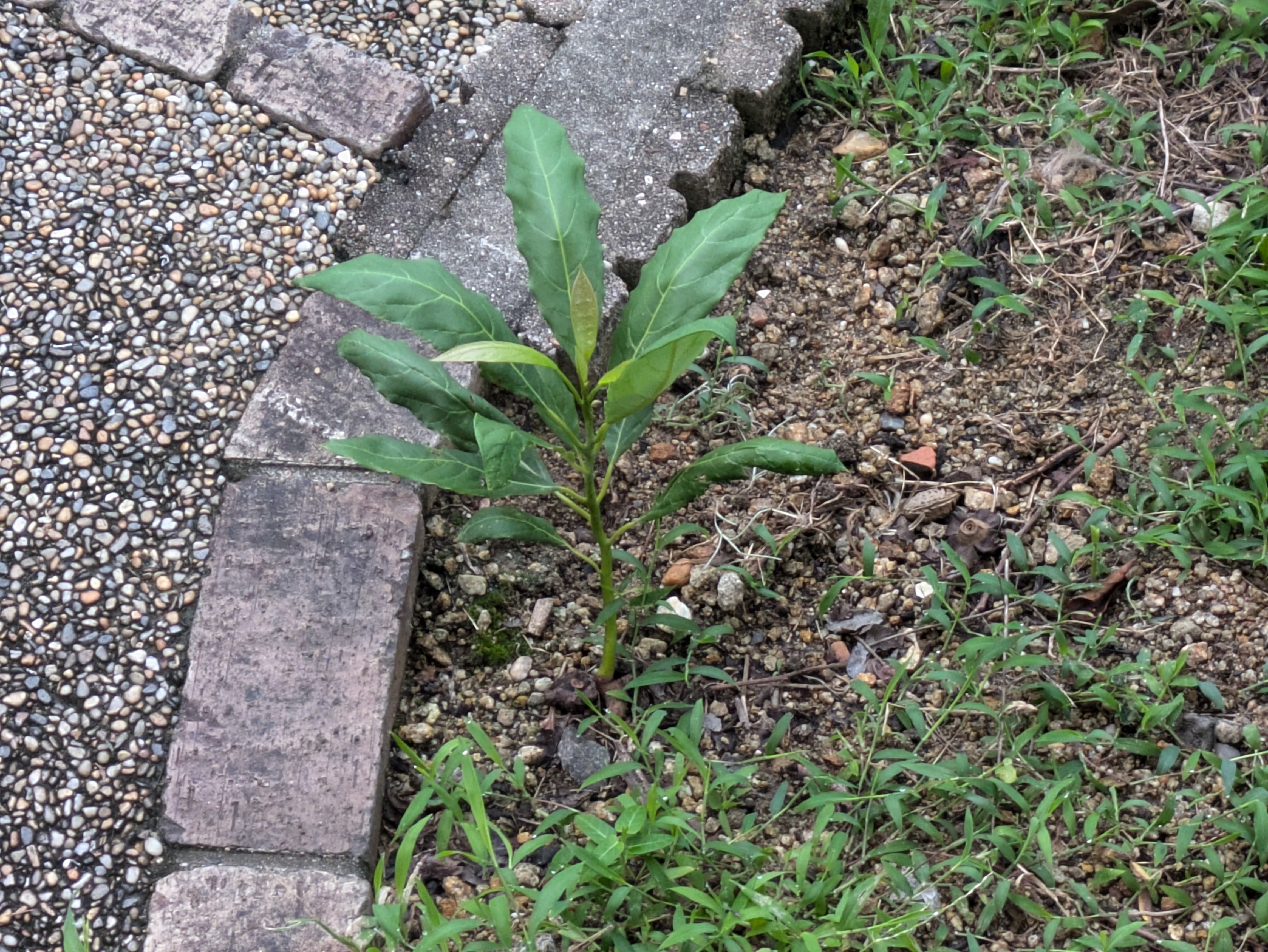 新品　アボカドの木　地上から測って1メートル15センチ有り ニョロニョロ 新品 アボカドの木 地上から測って1メートル15センチ有り ニョロニョロ