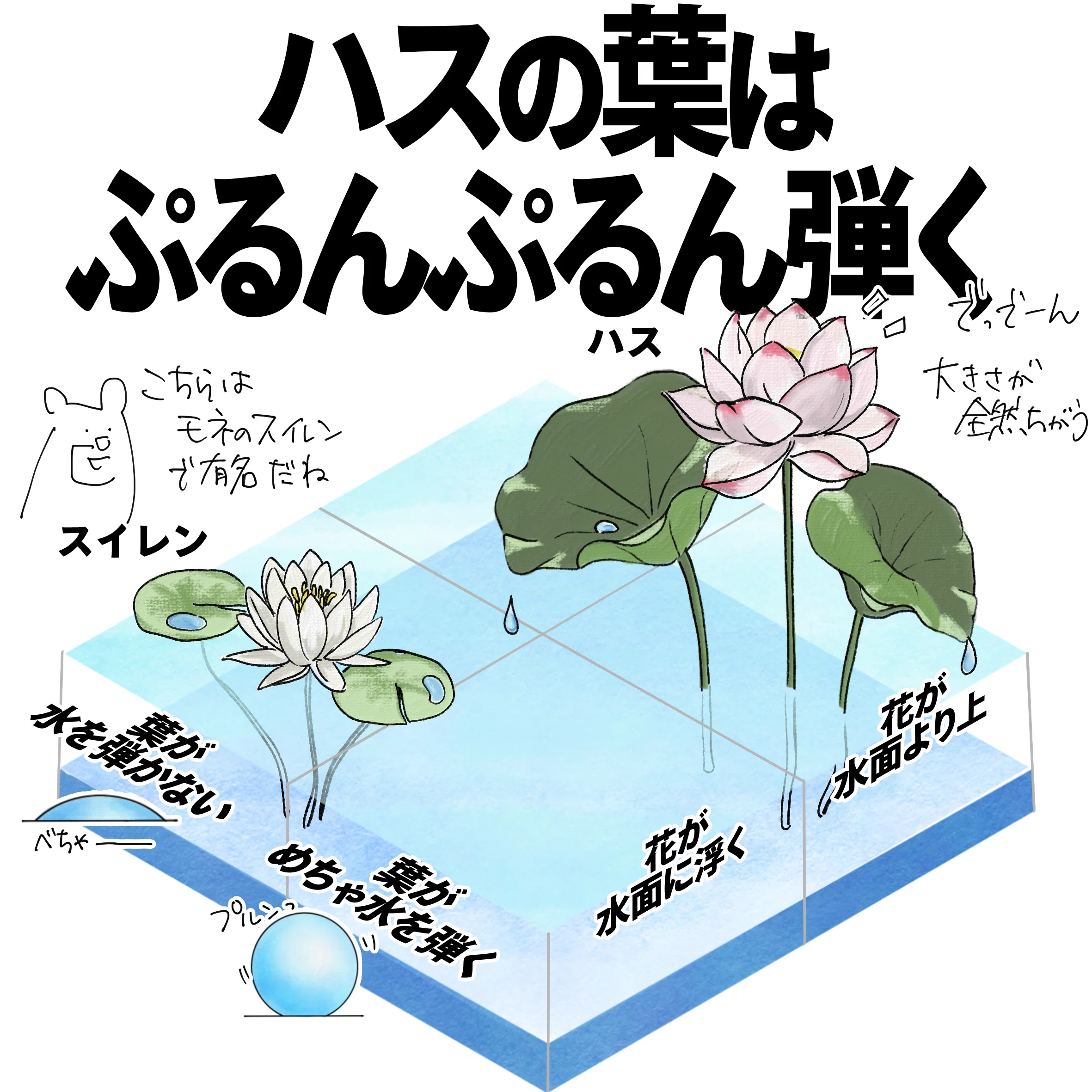 ハスの葉はぷるんぷるん弾く｜くますけ｜自然ガイド・クリエイター