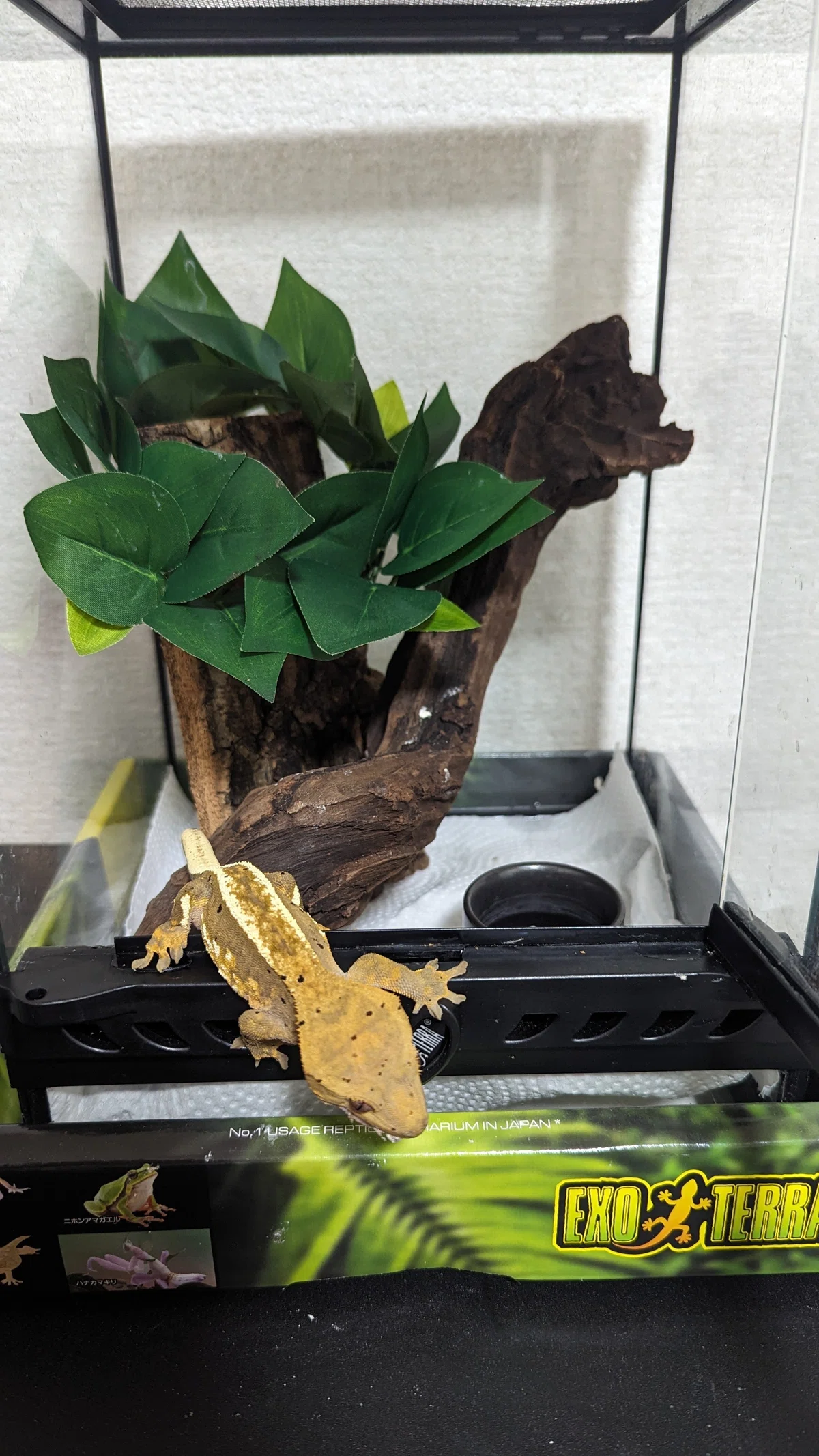 実体験】グラステラリウムナノでクレステッドゲッコーを飼育してみた 