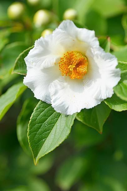 はななつ 7月15日の誕生花🌸｜篤也響究拓光／トクナリヒビキタクミ