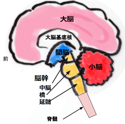 医学概論NO.30 神経疾患（パーキンソン病、筋萎縮性側索硬化症
