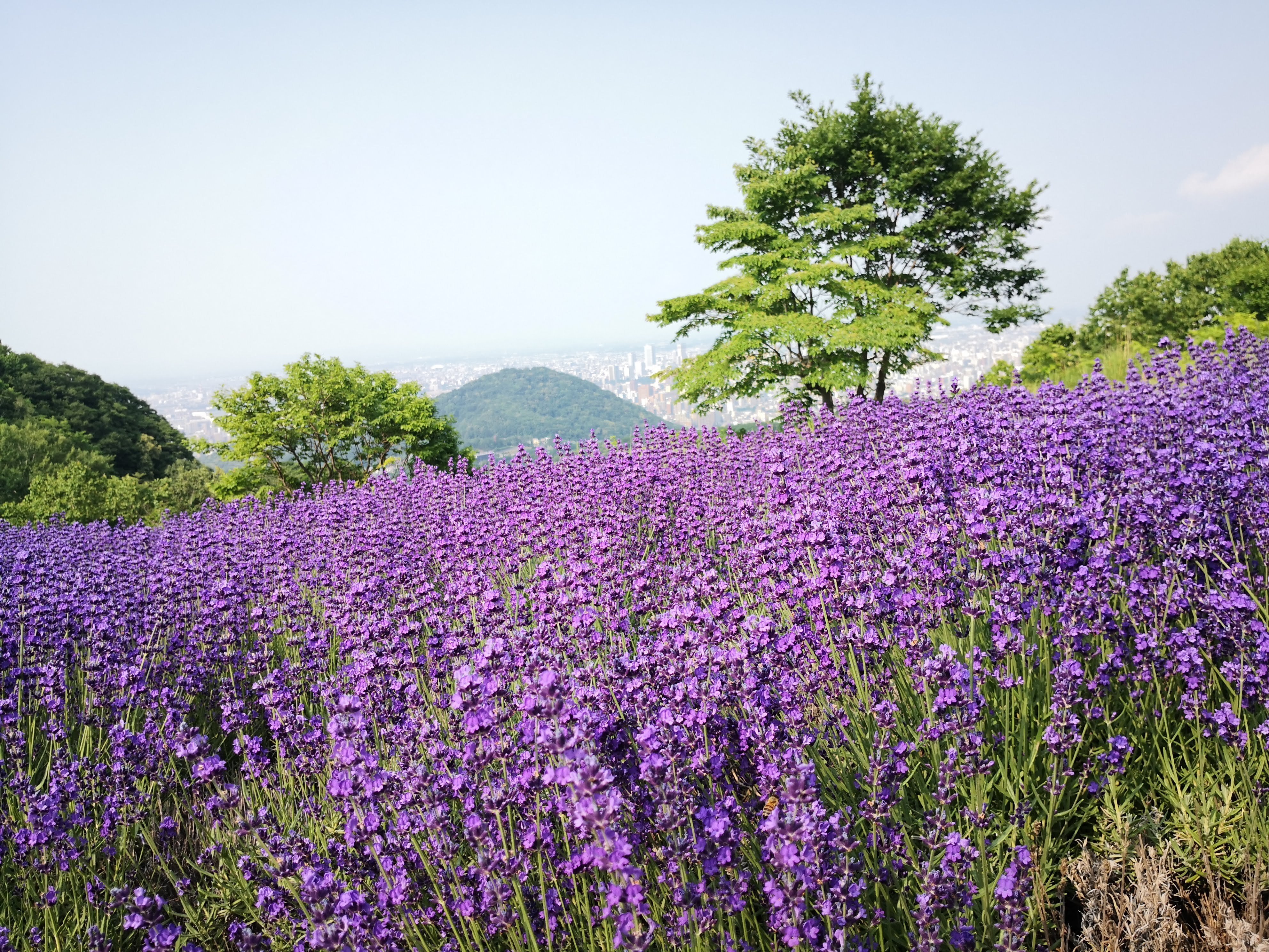 幌見峠ラベンダー園（2024年7月15日（月・祝））｜てんてん《TenTen》