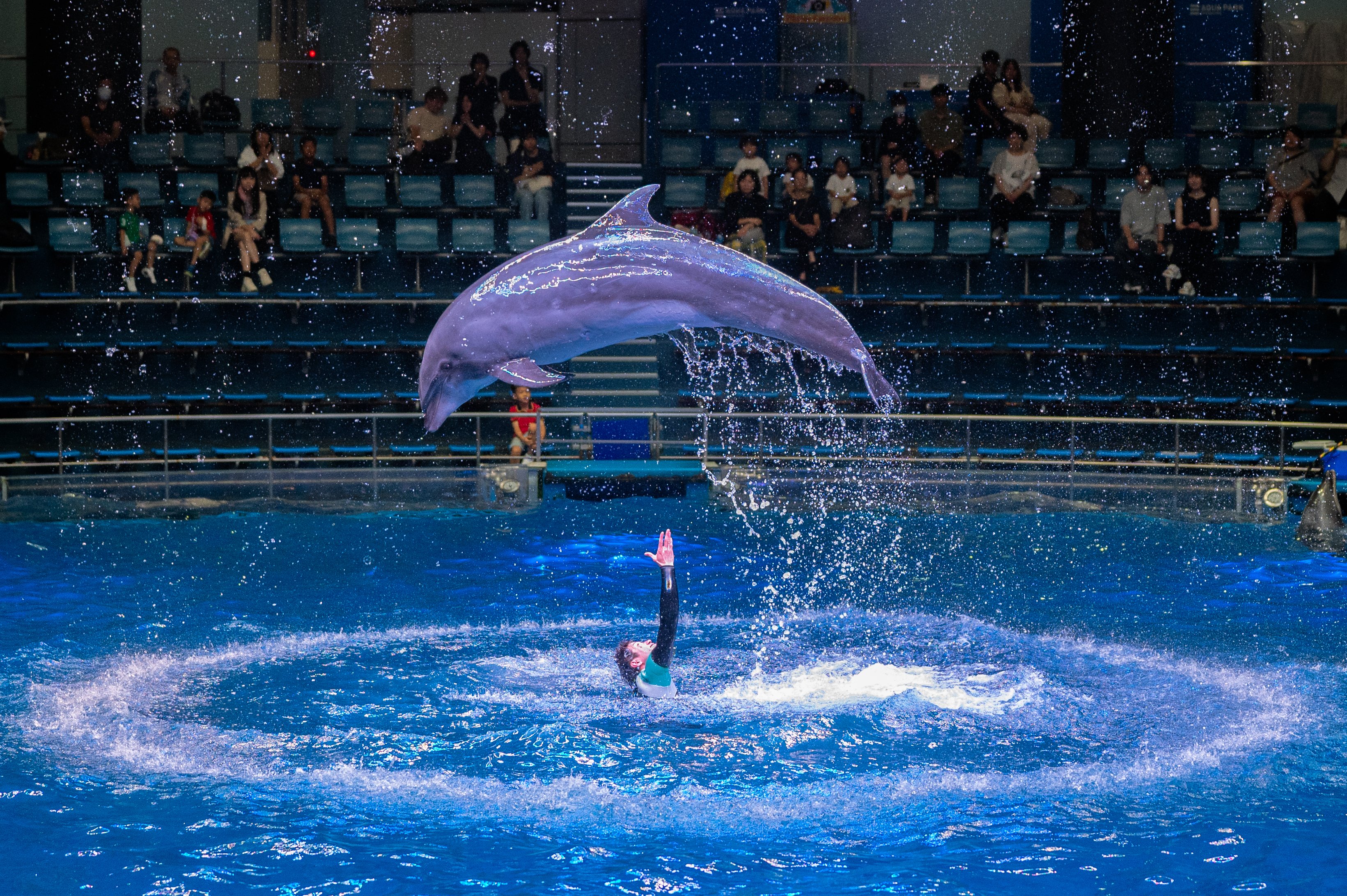 50mm f1.8でイルカショー撮ってみたら（episode.1）｜ゆう先生/保育