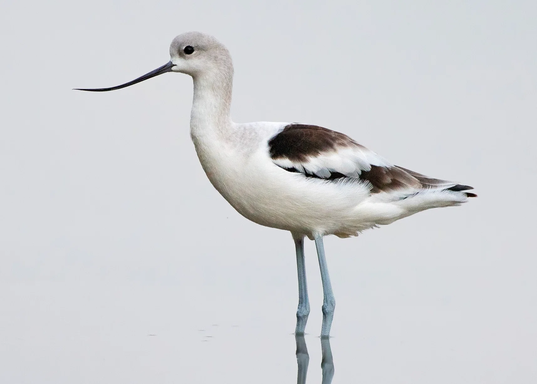 シカゴでバードウォッチング！】 American Avocet アメリカ反嘴丈高鷸 