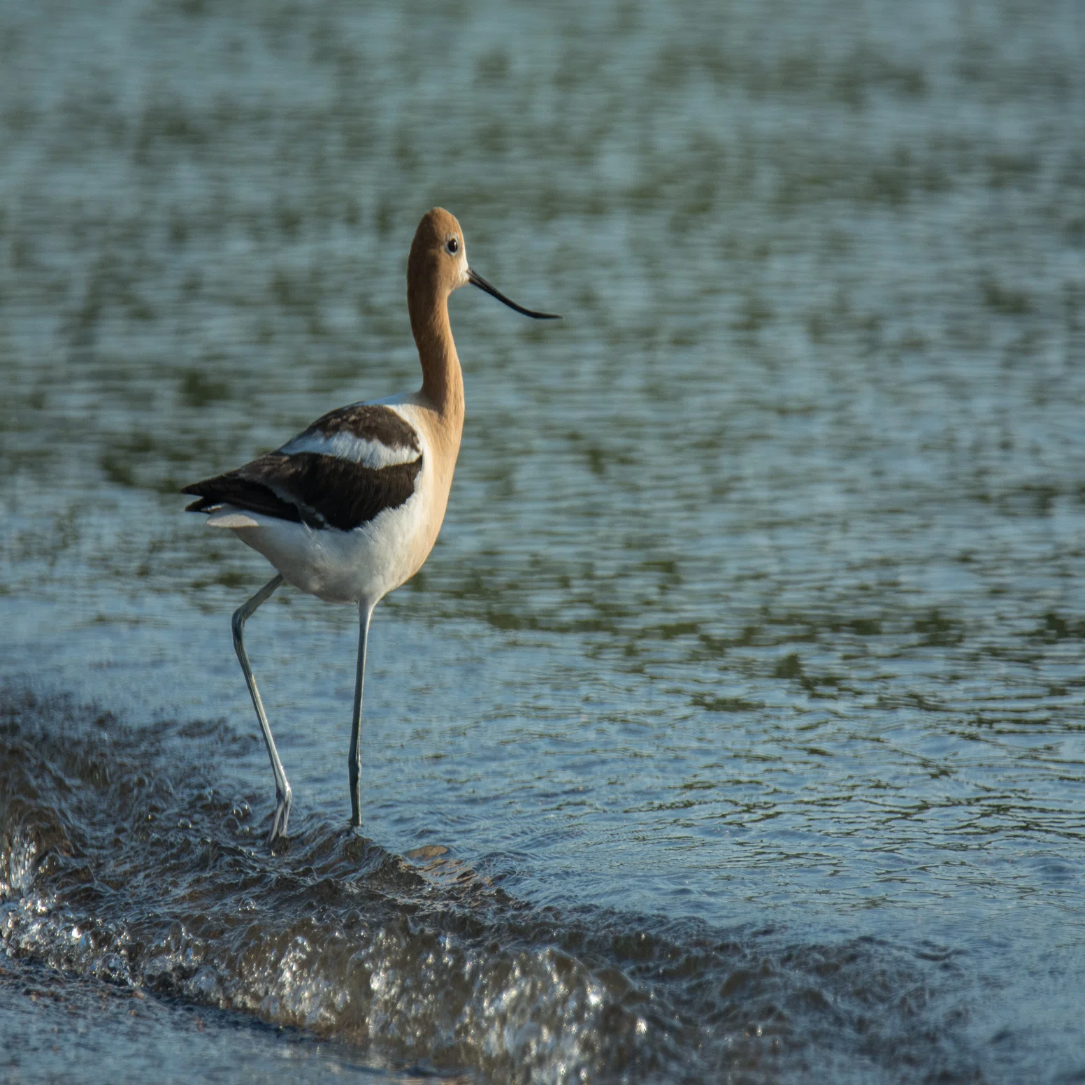 シカゴでバードウォッチング！】 American Avocet アメリカ反嘴丈高鷸 