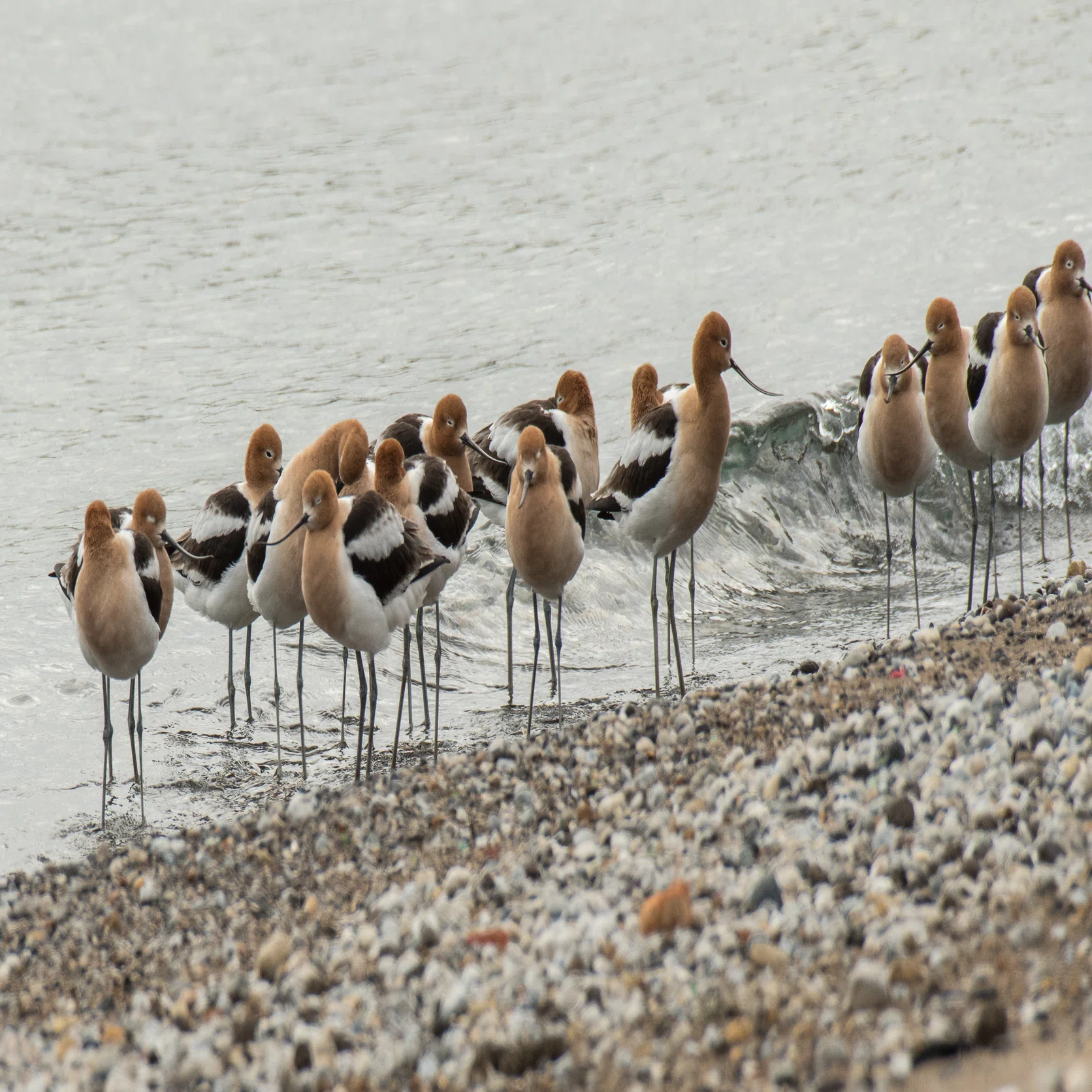 シカゴでバードウォッチング！】 American Avocet アメリカ反嘴丈高鷸 